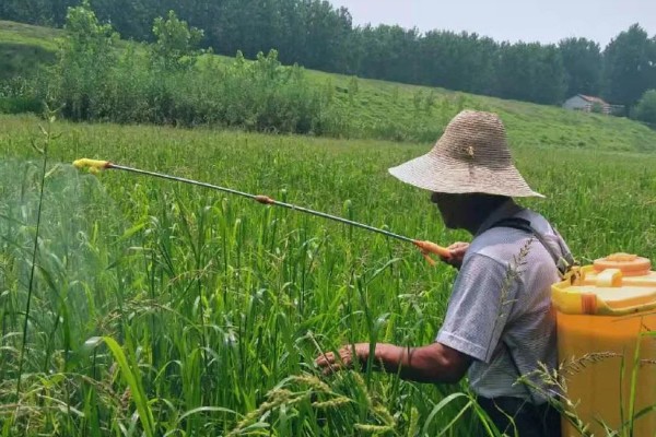 夏季如何喷药能提高药效,先确定防治对象
