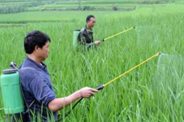 夏季如何喷药能提高药效,先确定防治对象