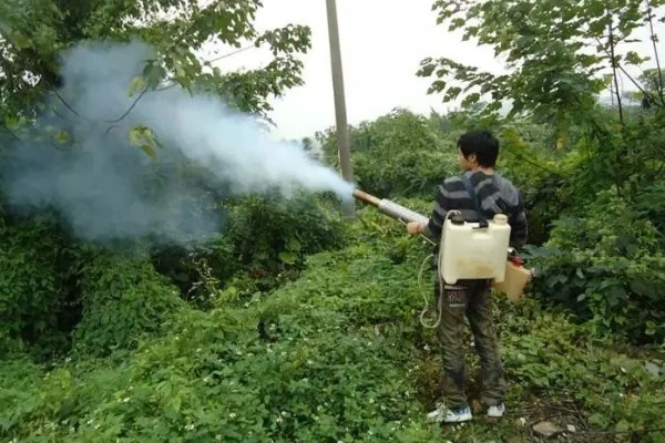 桑葚菌核病的防治方法，可喷施甲基托布津