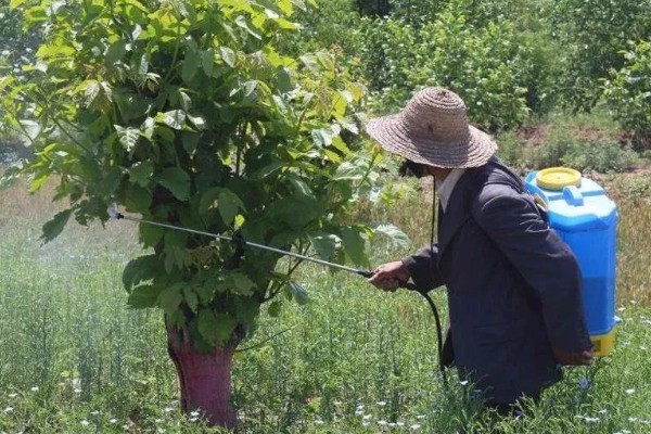 桑葚菌核病的防治方法，可喷施甲基托布津