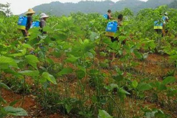 桑葚菌核病的防治方法，可喷施甲基托布津