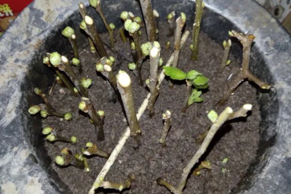 桑葚菌核病的防治方法，可喷施甲基托布津