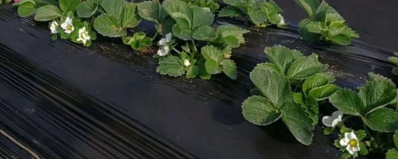 黑色农膜的用途，具有增温、避光、保湿、除草等