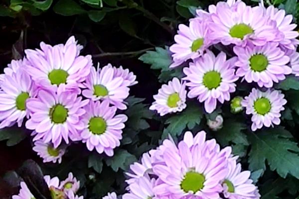 小菊花的养殖方法，生长期间需每周施一次肥