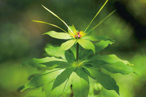 重楼属于什么科,是百合科、重楼属植物