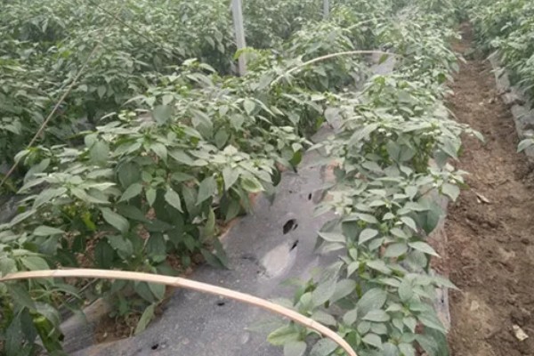 如何防治辣椒早疫病和晚疫病，平时注意田间的通风