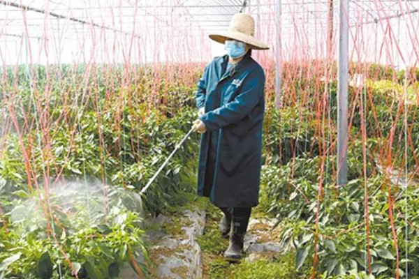 如何防治辣椒早疫病和晚疫病，平时注意田间的通风
