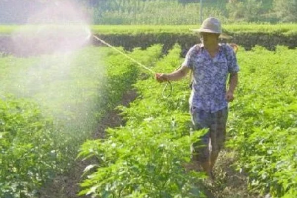 如何防治辣椒早疫病和晚疫病，平时注意田间的通风