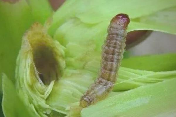 新疆玉米螟的防治方法，利用黑光灯、高压汞灯等诱杀