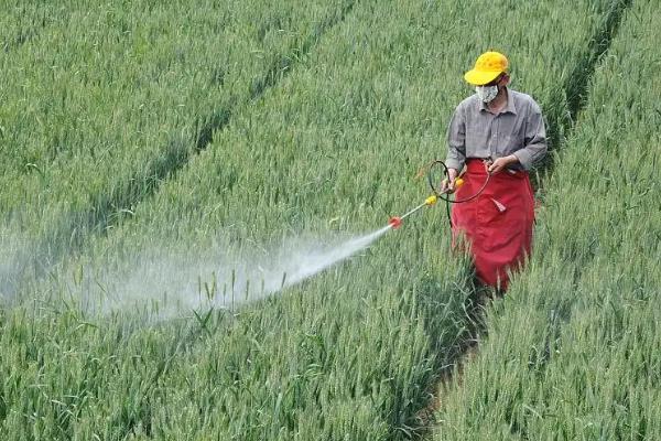 新疆玉米螟的防治方法，利用黑光灯、高压汞灯等诱杀