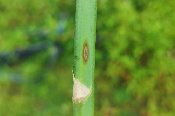 芦笋褐斑病的病症，主要危害茎杆、侧枝及拟叶柄