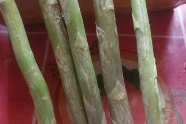 芦笋褐斑病的病症，主要危害茎杆、侧枝及拟叶柄