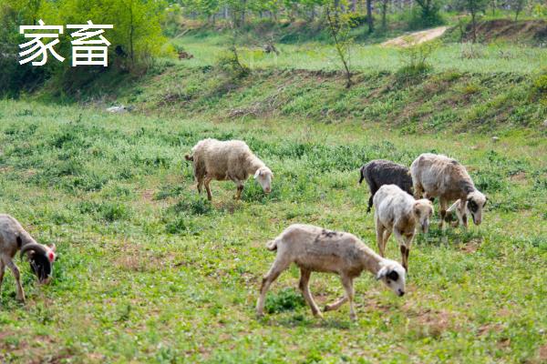 家禽与家畜的区别,繁殖方法不同