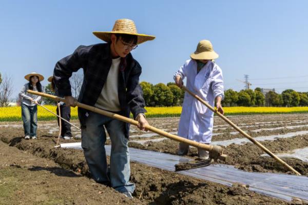 黄精怎么种植，多采用播种或根茎的方式进行