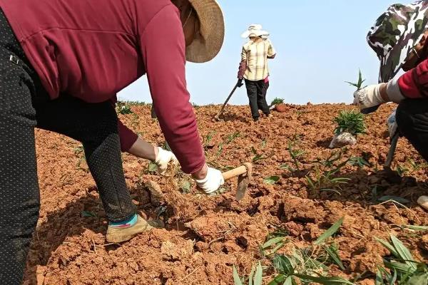 黄精怎么种植，多采用播种或根茎的方式进行