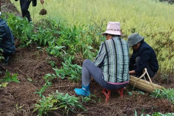 黄精怎么种植，多采用播种或根茎的方式进行