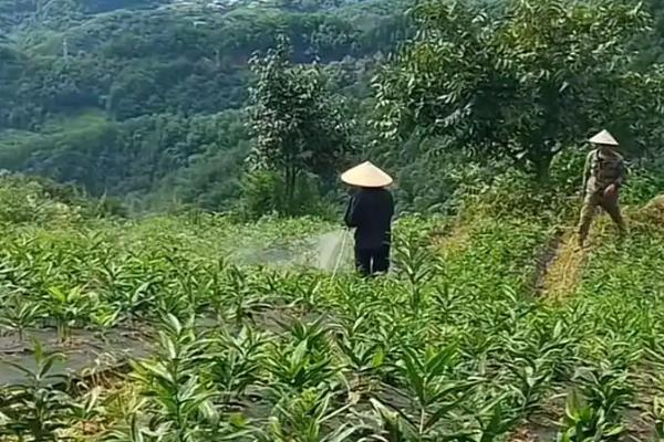 黄精怎么种植，多采用播种或根茎的方式进行