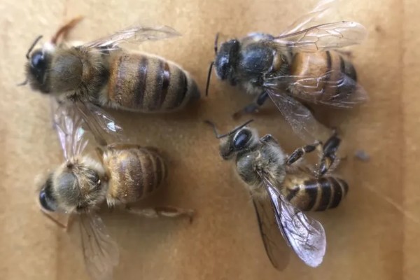 意蜂是什么，是意大利蜜蜂的简称