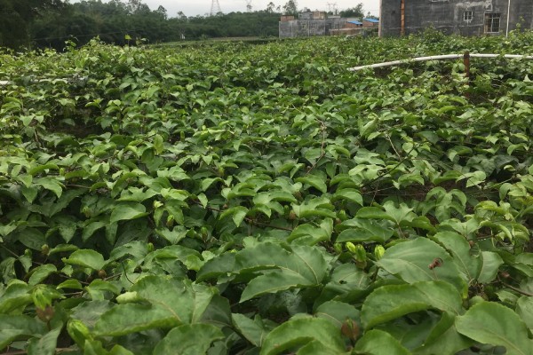 什么是黄金果,是茄科茄属的直立草本植物