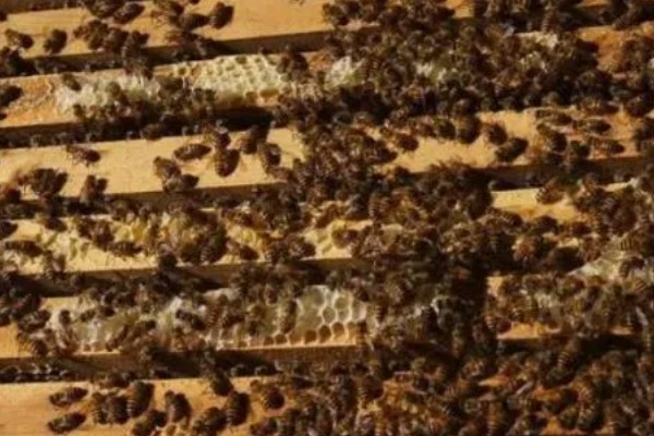 意蜂是什么，是意大利蜜蜂的简称