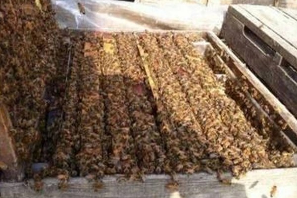 意蜂是什么，是意大利蜜蜂的简称