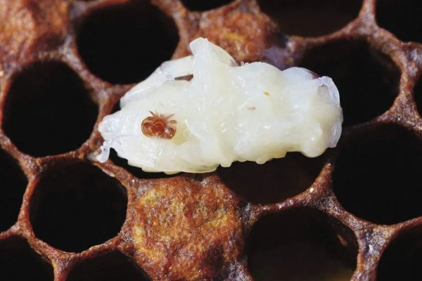 意蜂是什么，是意大利蜜蜂的简称