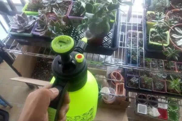 如何养多肉，每隔3-5天浇水一次