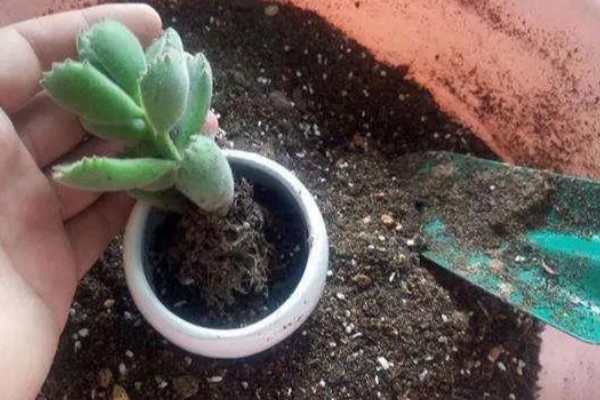 如何养多肉，每隔3-5天浇水一次