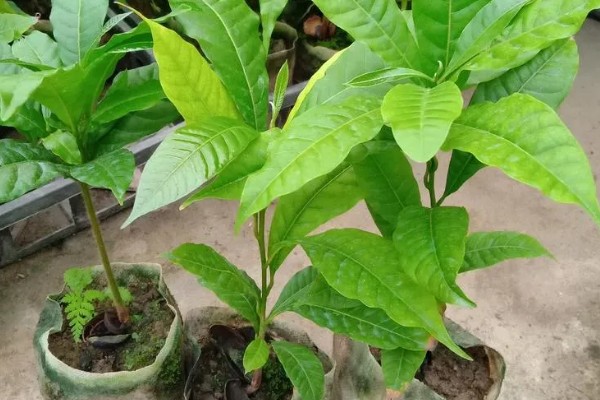 什么是黄金果,是茄科茄属的直立草本植物