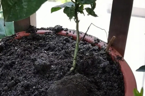 什么是黄金果,是茄科茄属的直立草本植物
