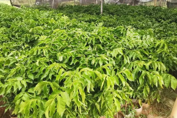 什么是黄金果,是茄科茄属的直立草本植物