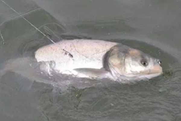 鲢鳙鱼的垂钓时间，夏季是钓鲢鳙鱼的黄金时间