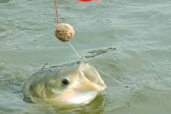 鲢鳙鱼的垂钓时间，夏季是钓鲢鳙鱼的黄金时间