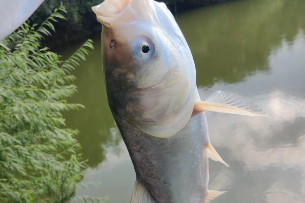 鲢鳙鱼的垂钓时间，夏季是钓鲢鳙鱼的黄金时间