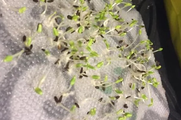 秋莴笋如何催芽，低温处理催芽是常用的方式