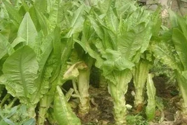 秋莴笋如何催芽，低温处理催芽是常用的方式