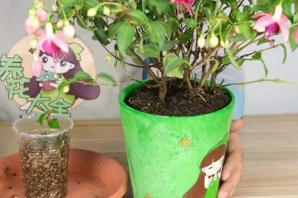 倒挂金钟的养殖方式，每隔1-2年进行一次换土处理