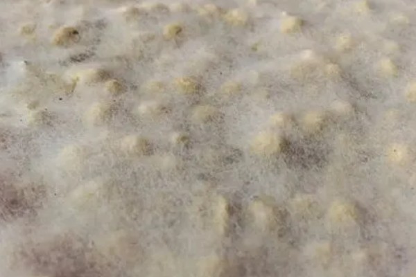 大豆怎么发酵成肥料，煮熟碾碎后装入容器中密封发酵
