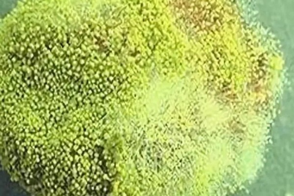 大豆怎么发酵成肥料，煮熟碾碎后装入容器中密封发酵