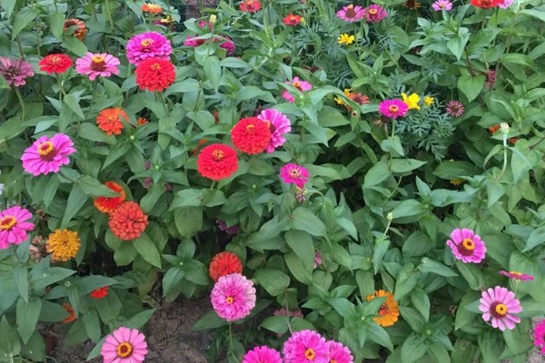 一二年生花卉的简介,一年生花卉通常不耐0℃以下低温
