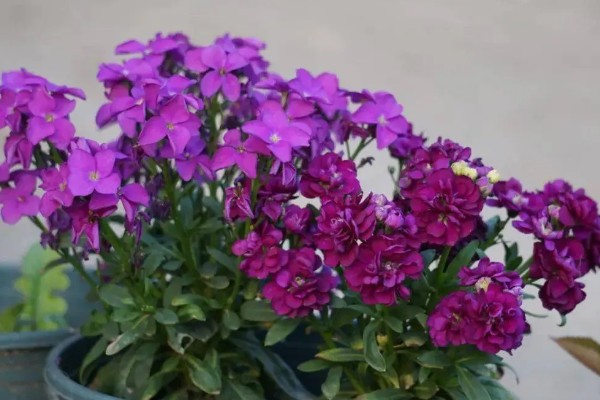 一二年生花卉的简介,一年生花卉通常不耐0℃以下低温