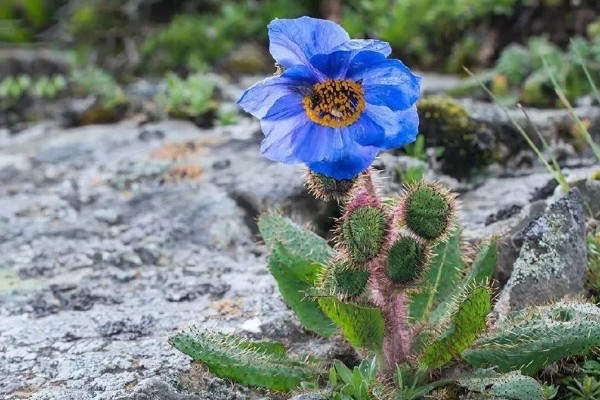 一二年生花卉的简介,一年生花卉通常不耐0℃以下低温