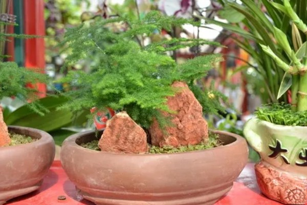 一二年生花卉的简介,一年生花卉通常不耐0℃以下低温