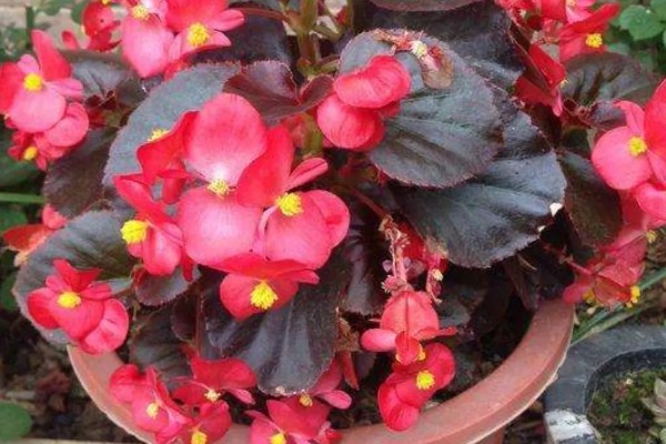 一二年生花卉的简介,一年生花卉通常不耐0℃以下低温