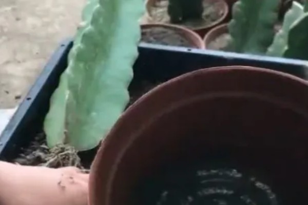 火龙果如何修剪才会开花,把幼苗顶端的叶片和其余的侧枝剪除