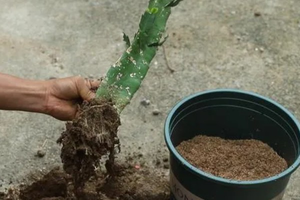火龙果如何修剪才会开花,把幼苗顶端的叶片和其余的侧枝剪除