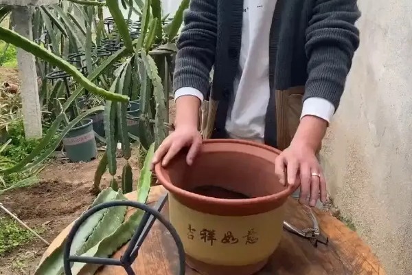 火龙果如何修剪才会开花,把幼苗顶端的叶片和其余的侧枝剪除
