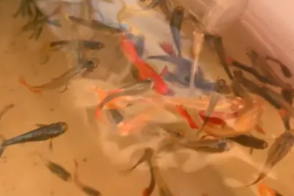 孔雀鱼喂食的方法，一天需要喂食2次