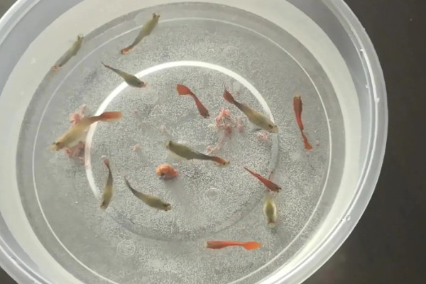 孔雀鱼喂食的方法，一天需要喂食2次