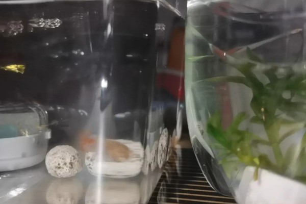孔雀鱼喂食的方法，一天需要喂食2次
